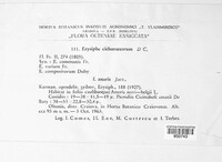 Golovinomyces cichoracearum image
